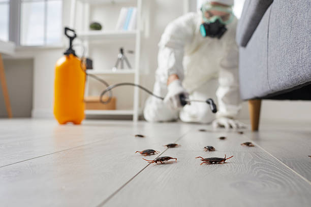 Affordable Termite Control solutions in Fountain, CO
